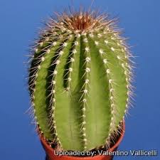 Image result for Cyathula polycephala