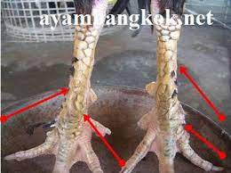 Kaki ayam bersisik ubed atau cincin cin. Ayam Suro Bantalan Mayit Cara Golden