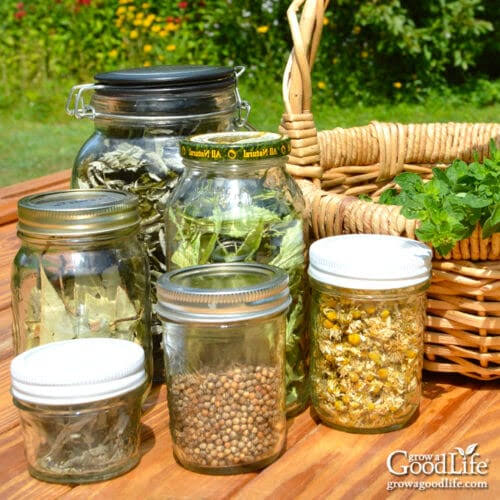 How to Dry Herbs for Food Storage