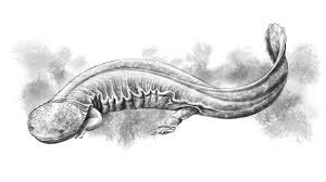 Giant Salamander Speed Art Youtube The fact that my two favourite colours are green and orange probably had some part to play in. giant salamander speed art