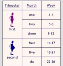 A Chart To Convert Weeks To Months During Pregnancy By