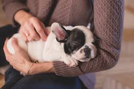 I got up in early hours but just. Tips On Teaching Your Puppy To Sleep Through The Night