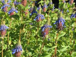 Image result for Pycnostachys schliebenii