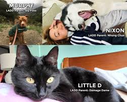 We house cats from our local shelters and once a month hold adoption events for dog lovers. La Derby Dolls On Twitter Happy National Adopt A Shelter Pet Day We Love Our Shelter And Rescue Pets So Much That We Wanted To Share Their Cute Faces With You Https T Co Lvj8wctp3w
