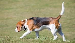 Learn how to stop 34 of the most common dog and puppy behavioral issues using this lady: Beagle Names 285 Perfect Ideas Easy Checklist