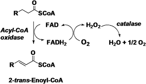 549 popular meanings of coa abbreviation Specific Inhibition Of Acyl Coa Oxidase 1 By An Acetylenic Acid Improves Hepatic Lipid And Reactive Oxygen Species Ros Metabolism In Rats Fed A High Fat Diet Journal Of Biological Chemistry