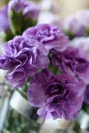 Pin By Rachel Elise Interiors On Flora Dianthus Flowers Flowers Purple Flowers