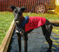 Check spelling or type a new query. Lurchers As Pets Fun Affectionate And Fabulous