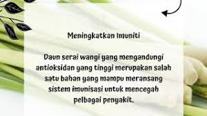 Update harga serai (sereh) wangi per kilo hari ini dan berapa harga minyak atsiri serai di tokopedia nah, selanjutnya mari kita simak apa saja manfaat dan khasiat serai wangi bagi kesehatan jika. Khasiat Dan Manfaat Serai Wangi Youtube