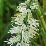 Image result for Chlorophytum africanum