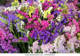 Image result for Limonium sinuatum