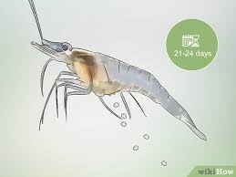 The longer you leave it, the dirtier it will become, and your. How To Breed Ghost Shrimp With Pictures Wikihow