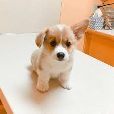 Clever Boy Corgi Cute Animals Super Cute Puppies Cute Dogs