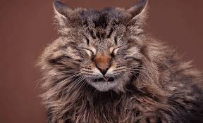 Indoor cats can have a happy and fulfilling life minus the risks. Seasonal Allergies In Cats Symptoms And Prevention All About Cats