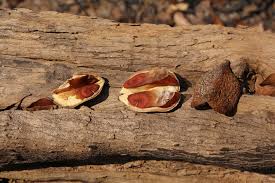 Image result for Diplorhynchus