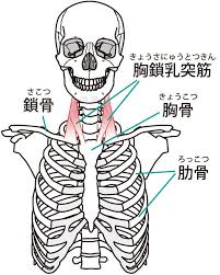 肩甲骨を出す事は可能か 筋トレの前の鎖骨矯正がカギを握る 小顔矯正 整体を東京でお探しならrevision 胸鎖乳突筋 肩甲骨 筋トレ