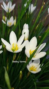 Image result for Lepidagathis randii