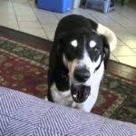 Legrační videa se psy a kočkami - bavte se u nejlepších ...