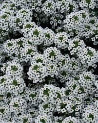 Snow Princess Sweet Alyssum Lobularia Hybrid Alyssum Flowers Alyssum Snow Princess