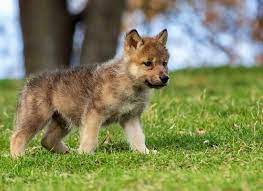 Wolf Pup Standing On A Hillside Imgur Wolf Pup Baby Wolves Wolf Photos