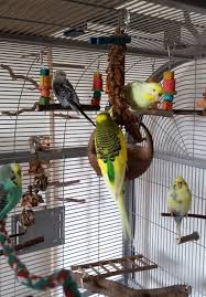 My blue budgies laura (dead female) and nicky (dead male) playing on bathtube. Pin Auf Wellensittiche