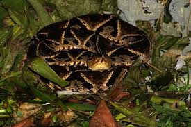 Image result for Bothrops asper