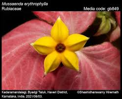 Image result for Mussaenda rivularis