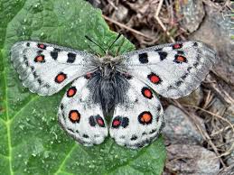 Black And White Striped Caterpillar With Yellow Sides Parnassius Honrathi Butterfly Moth Caterpillar Tiger Moth