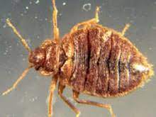 Several insects and other pests feed on houseplants. 419 626 6900 Expert Pest Control Services Sandusky Port Clinton Spider Exterminators Hospital Pest Control