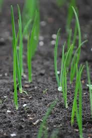 As with the majority of vegetables, onions grow. Onion Sets Vs Onion Seeds What Is The Best Method To Grow Onions