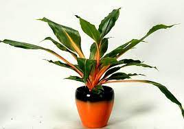 Mandarin Plant Easy Houseplant 10 Seeds Chlorophytum Orange Stems Showy Foliage Shade Garden As Easy To Grow As A Spider Plant House Plants Plants Spider Plants