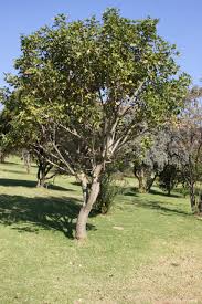 Image result for Erythrina lysistemon