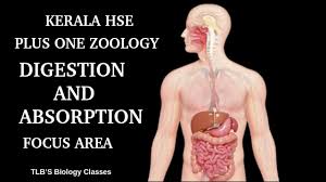 Due to the prevailing covid 19 pandemic situation, the way of learning and exam pattern have also undergone certain changes. Digestion And Absorption Focus Area Plus One Zoology Kerala Higher Secondary Youtube