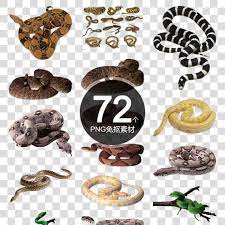 各种蛇的种类图片蟒蛇various kinds of snake pictures python place card holders kinds of snakes card holder