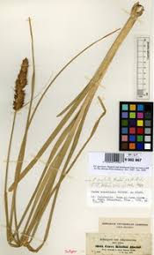 Image result for Carex conferta