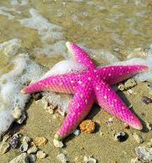 From nemo, the clownfish, to the beautiful and elusive blue sea slug, these are 19 incredibly colorful sea creatures ! Spectacular Find On The Beach Pink Animals Pink Starfish Sea Creatures