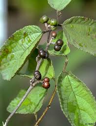 Image result for Grewia herbacea