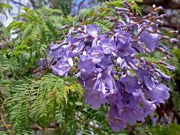 Image result for Jacaranda mimosifolia