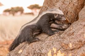 Maybe you would like to learn more about one of these? The Honey Badger Royal African Safaris