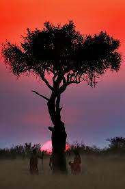african sunset pejzazhi naturalnyj