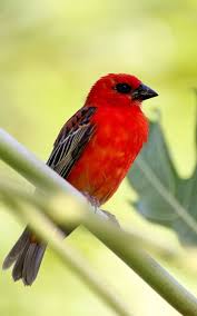 Faune Flore A Foison Ile De La Reunion La Reunion Ile
