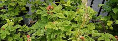 Set zip to see prices. Rubus Marion Blackberry Marionberry Rubus Marion