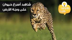 اسرع حيوان بالعالم شاهد السرعة الخارقة youtube