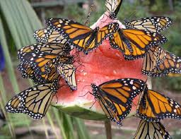 Fruit For The Butterflies Butterfly Garden Design Monarch Butterfly Garden Butterfly Feeder