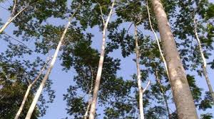 Panorama paling memikat di nusa dua adalah hamparan pasir putih sepanjang 4 km dengan ribuan pohon nyiur. Pohon Sengon Tribunnewswiki Com Mobile