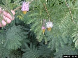 Image result for Dichrostachys