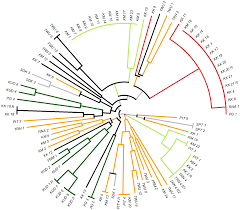 Click full screen icon to open full mode. Plos One Plasmodium Vivax Population Structure And Transmission Dynamics In Sabah Malaysia
