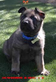 German shepherd puppies arizona adoption. German Shepherd Puppies Tucson Pets Lovers