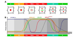 Learning the names of some plant cell parts can be challenging, but this quiz game can help. The Plant Cell On Twitter The Arabidopsis Csld5 Functions In Cell Plate Formation In A Cell Cycle Dependent Manner Https T Co O5tg5gbbhf