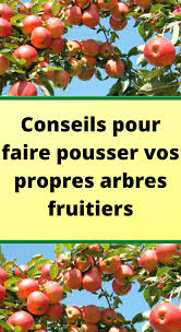 Conseils Pour Faire Pousser Vos Propres Arbres Fruitiers En 2020 Arbre Fruitier Fruitier Arbuste Fruitier